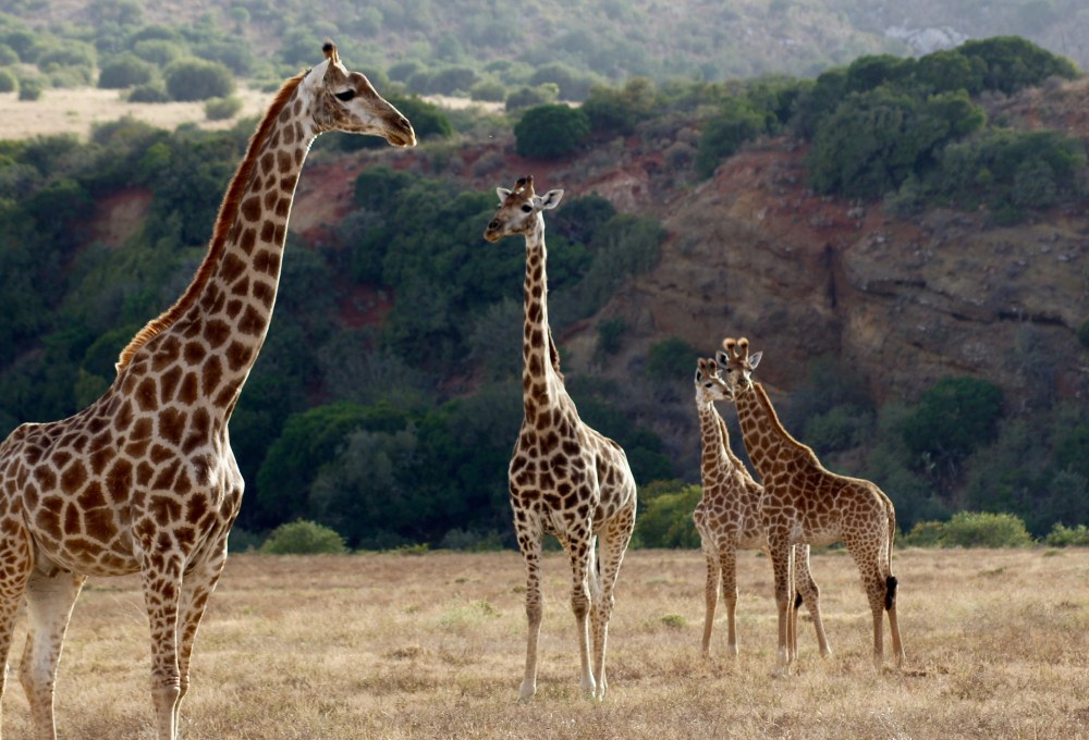 Fahrt zum Makalali Game Reserve